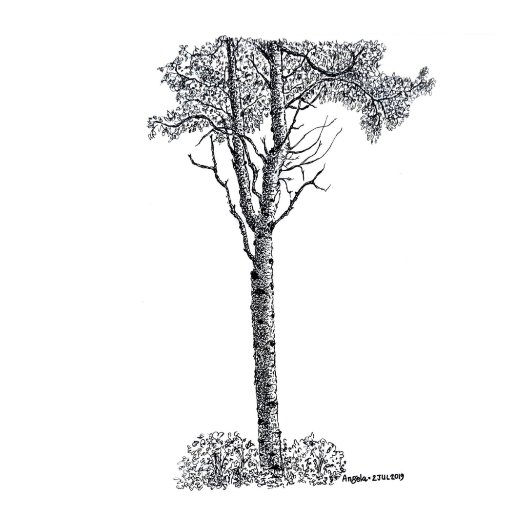 The Birch Tree《白桦树》- SOLD