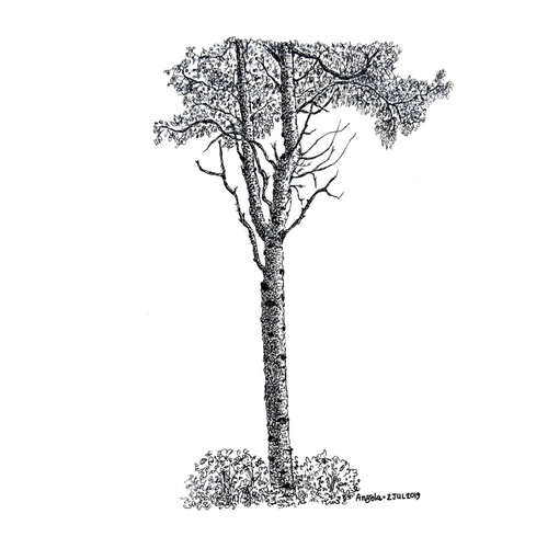 The Birch Tree《白桦树》- SOLD